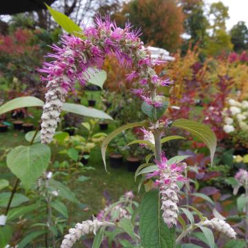 Rostrinucula dependens