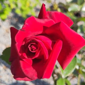 Rosa 'Le Grand Huit'