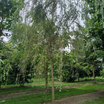 Salix babylonica