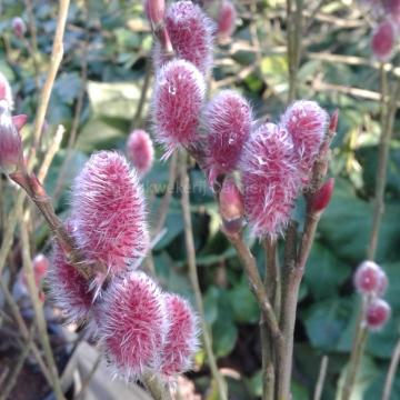 Salix gracilistyla 'Mount Aso'