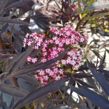 Sambucus nigra 'Black Lace' ®
