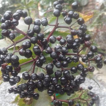 Sambucus nigra 'Black Tower' ®