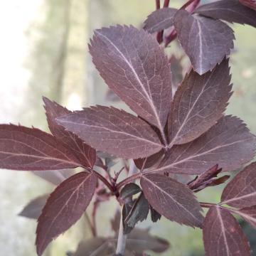 Sambucus nigra 'Milk Chocolate'