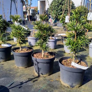 Sciadopitys verticillata 'Sternschnuppe'