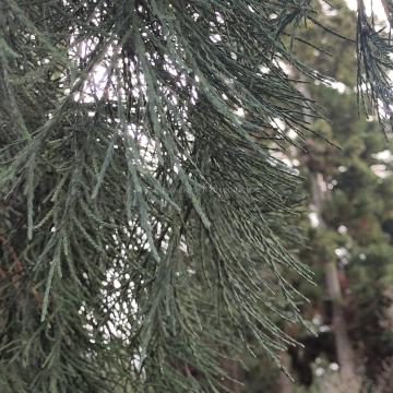 Sequoiadendron giganteum