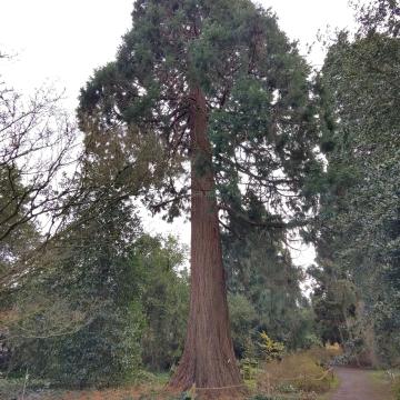 Sequoiadendron giganteum 'Powdered Blue'