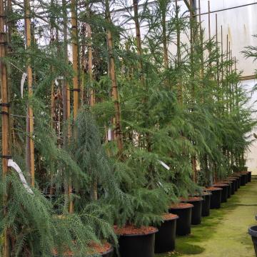 Sequoia sempervirens