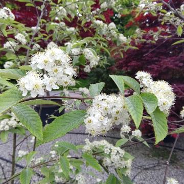 Sorbus folgneri 'Emiel'