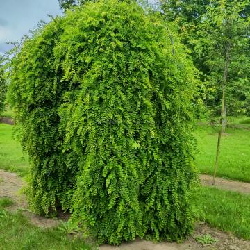 Sophora japonica 'Pendula'