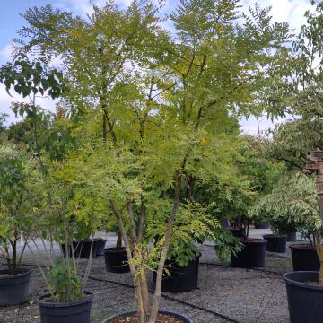 Sophora japonica 'Regent'