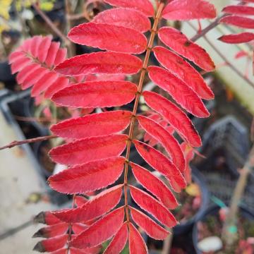 Sorbus 'Joseph Rock'