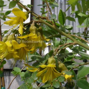 Sophora 'Sun King' ®