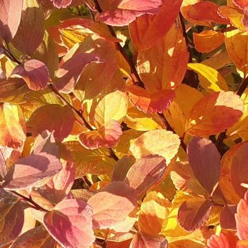 Spiraea betulifolia 'Tor Gold' ®