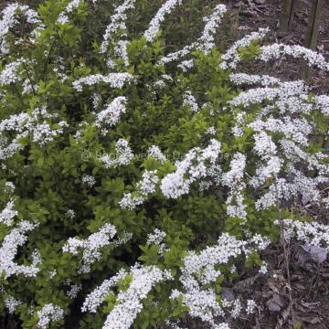 Spiraea thunbergii 'Fujino Pink'