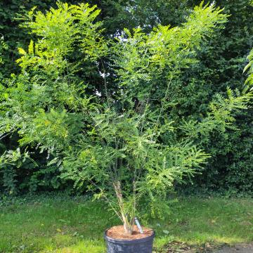 Styphnolobium japonicum (= Sophora japonica)