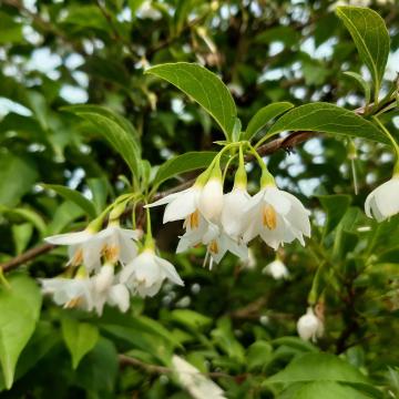 Styrax japonicus