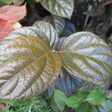 Styrax japonicus 'Purple Dress'