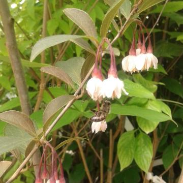 Styrax japonicus 'Pink Snowbell'