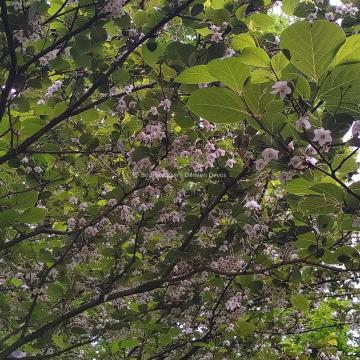 Styrax japonicus 'Wespelaar'