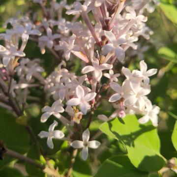 Syringa meyeri 'Flowerfesta ® White