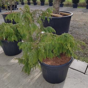 Taiwania cryptomerioides