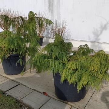 Taiwania cryptomerioides