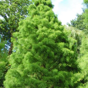 Taxodium distichum 'Nutans' (=Taxodium ascendens 'Nutans')