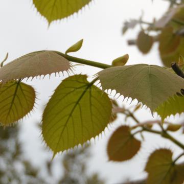 Tilia henryana (from seed)