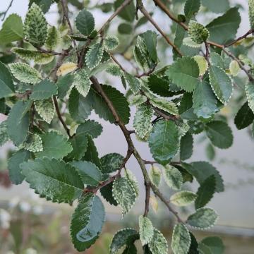 Ulmus parvifolia 'Geisha'