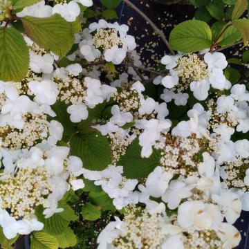 Viburnum 'Asian Beauty'