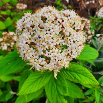 Viburnum buddlejifolium