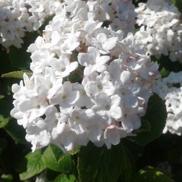 Viburnum carlesii 'Compactum'