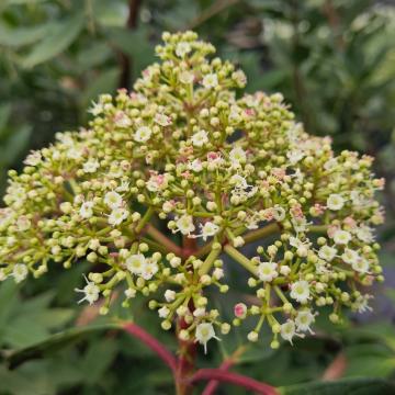 Viburnum cinnamomifolium