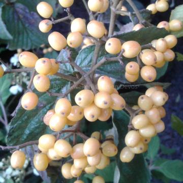 Viburnum dilatatum 'Michael Dodge'