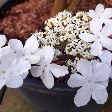 Viburnum furcatum