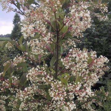 Viburnum hillieri 'Winton'