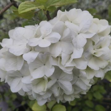 Viburnum macrocephalum Happy 'Fortuna' ®