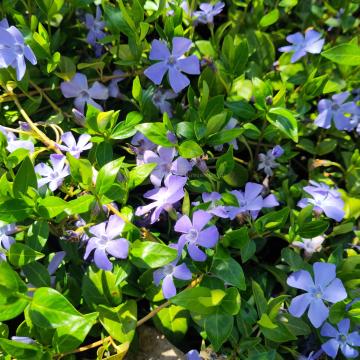 Vinca minor 'La Grave' (='Bowles variety')