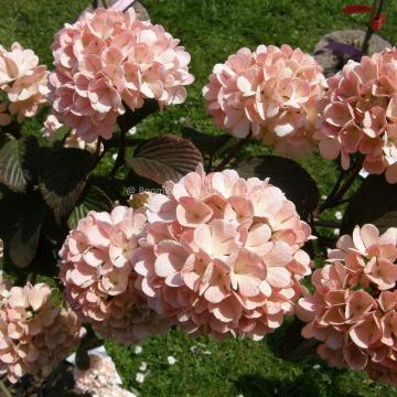 Viburnum plicatum 'Mary Milton'