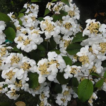 Viburnum plicatum 'Rowallane'