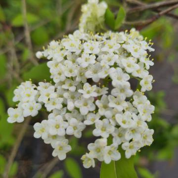 Viburnum prunifolium