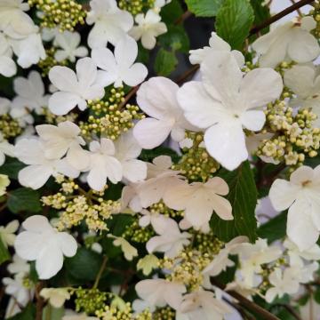 Viburnum plicatum 'Shirogami'