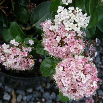 Viburnum tinus 'Lisarose' (= 'Loren') ®