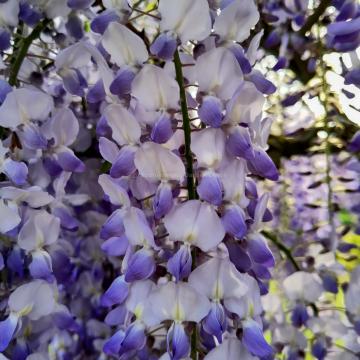 Wisteria floribunda 'Blue Dream'