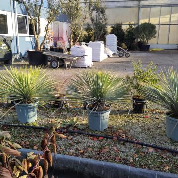 Yucca rostrata ‘Blue Swan’