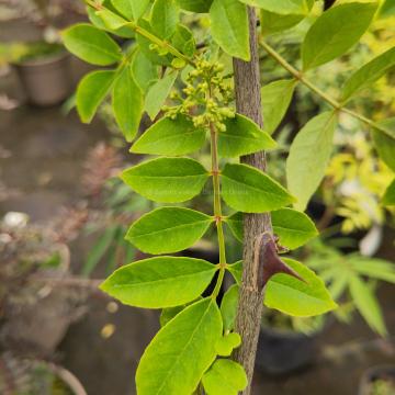 Zanthoxylum coreanum 
