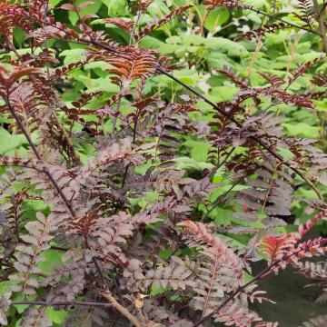 Zanthoxylum piperitum 'Purple-leaved'