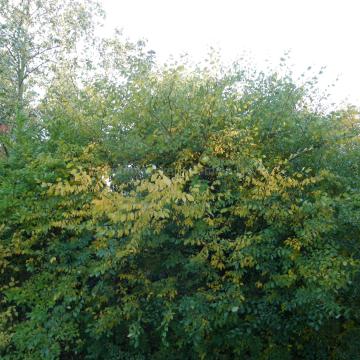 Zelkova carpinifolia