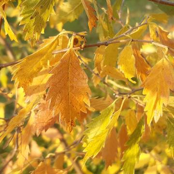 Zelkova carpinifolia 'Verschaffeltii'