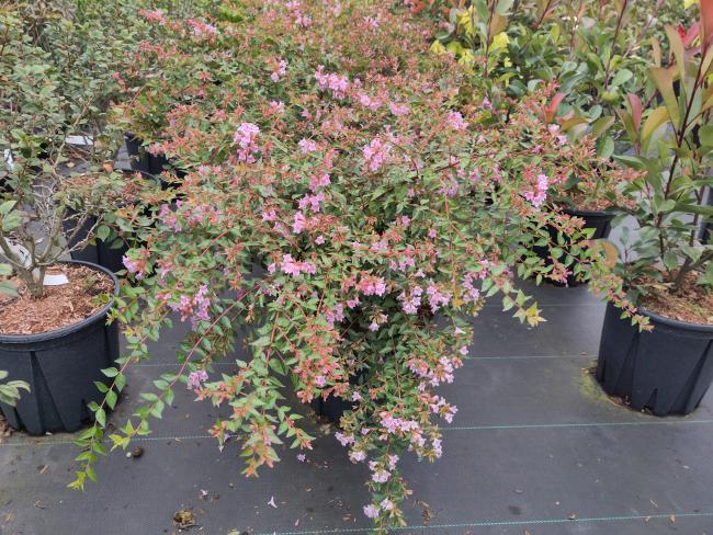 Abelia 'Edward Goucher'